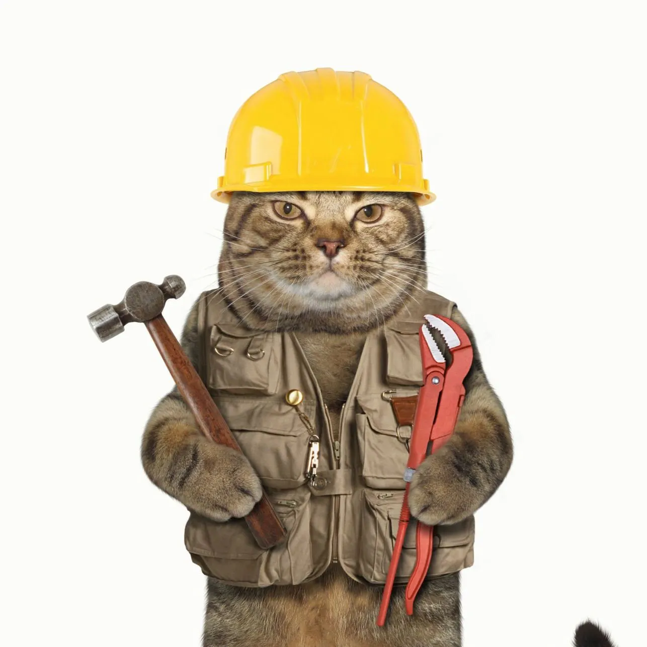 Un gato constructor